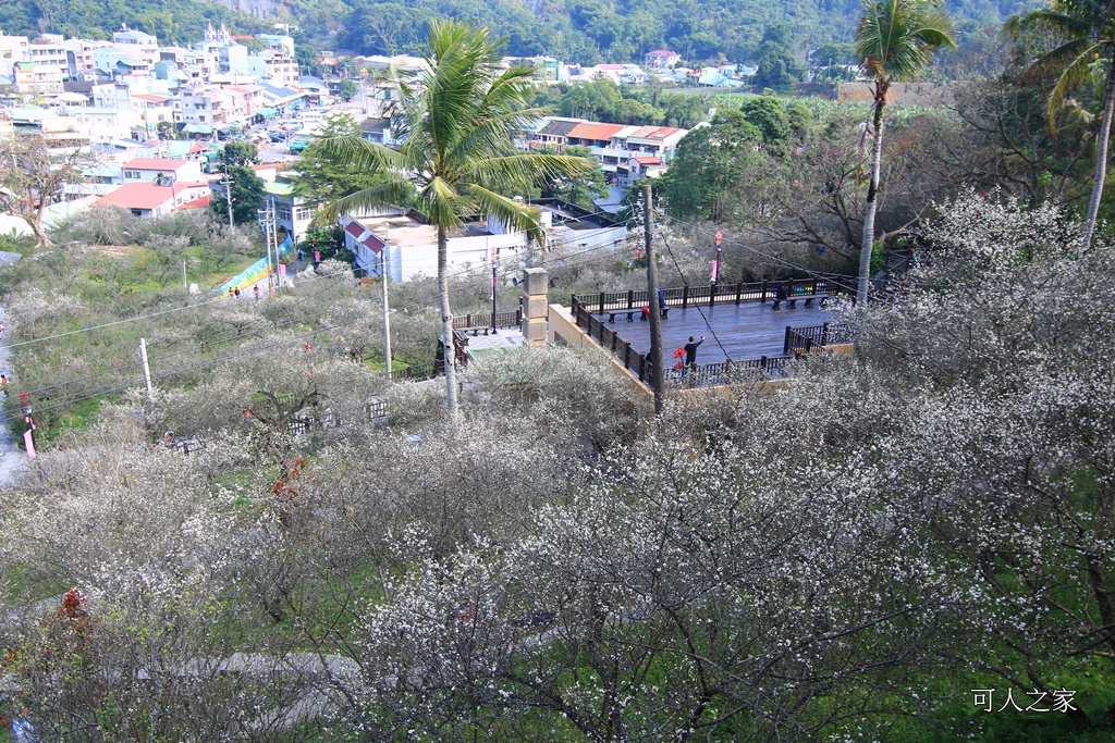 全家出遊踏青,嘉義景點,季節性花景,梅山公園,梅山梅花,賞梅景點