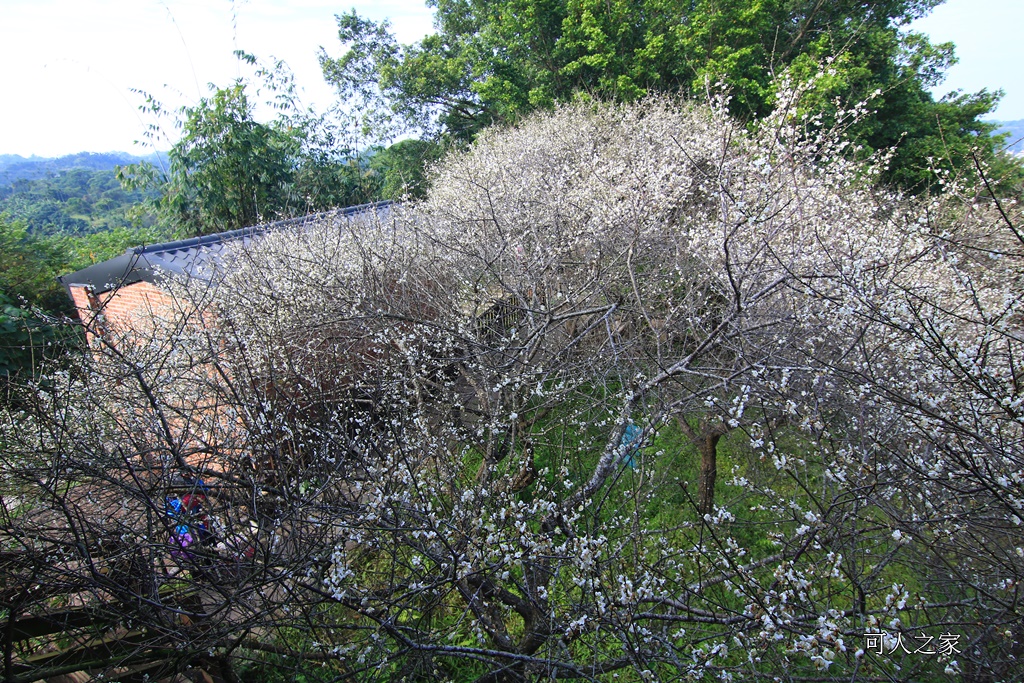 全家出遊踏青,嘉義景點,季節性花景,梅山公園,梅山梅花,賞梅景點