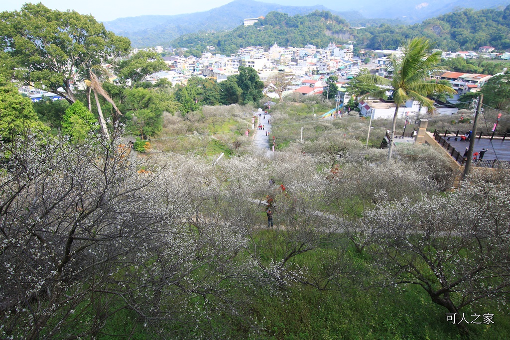 全家出遊踏青,嘉義景點,季節性花景,梅山公園,梅山梅花,賞梅景點