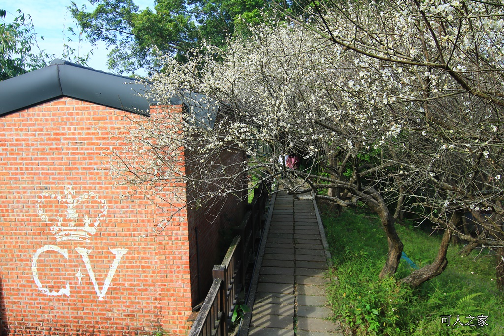 全家出遊踏青,嘉義景點,季節性花景,梅山公園,梅山梅花,賞梅景點