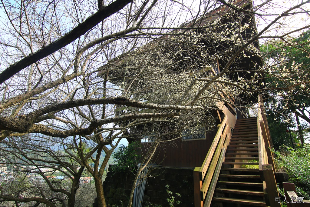 全家出遊踏青,嘉義景點,季節性花景,梅山公園,梅山梅花,賞梅景點