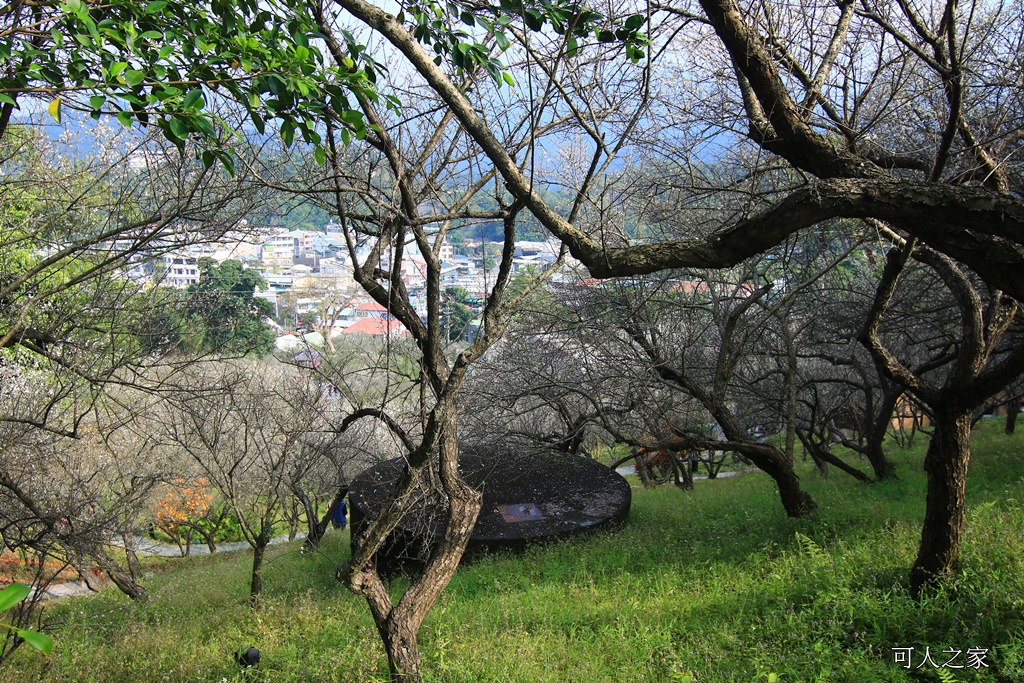 全家出遊踏青,嘉義景點,季節性花景,梅山公園,梅山梅花,賞梅景點