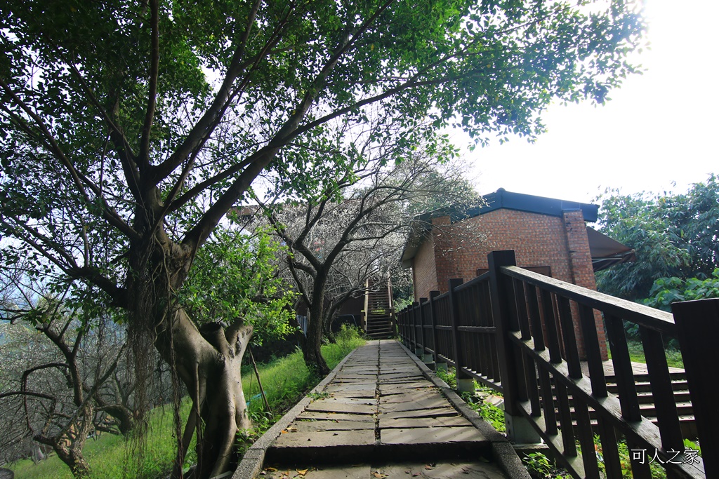 全家出遊踏青,嘉義景點,季節性花景,梅山公園,梅山梅花,賞梅景點