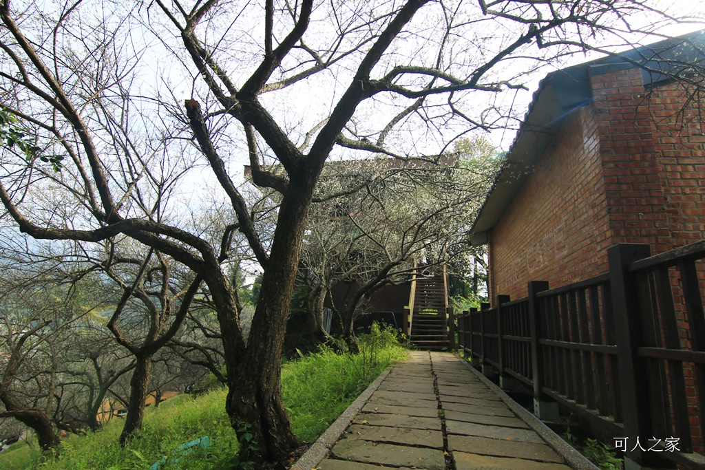 全家出遊踏青,嘉義景點,季節性花景,梅山公園,梅山梅花,賞梅景點