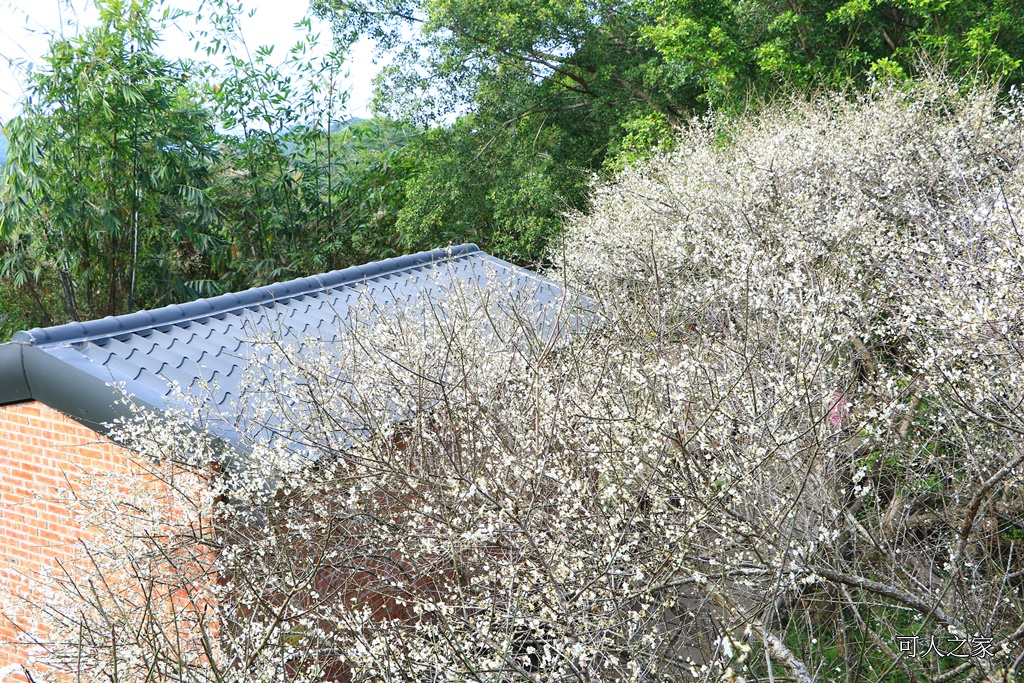 全家出遊踏青,嘉義景點,季節性花景,梅山公園,梅山梅花,賞梅景點