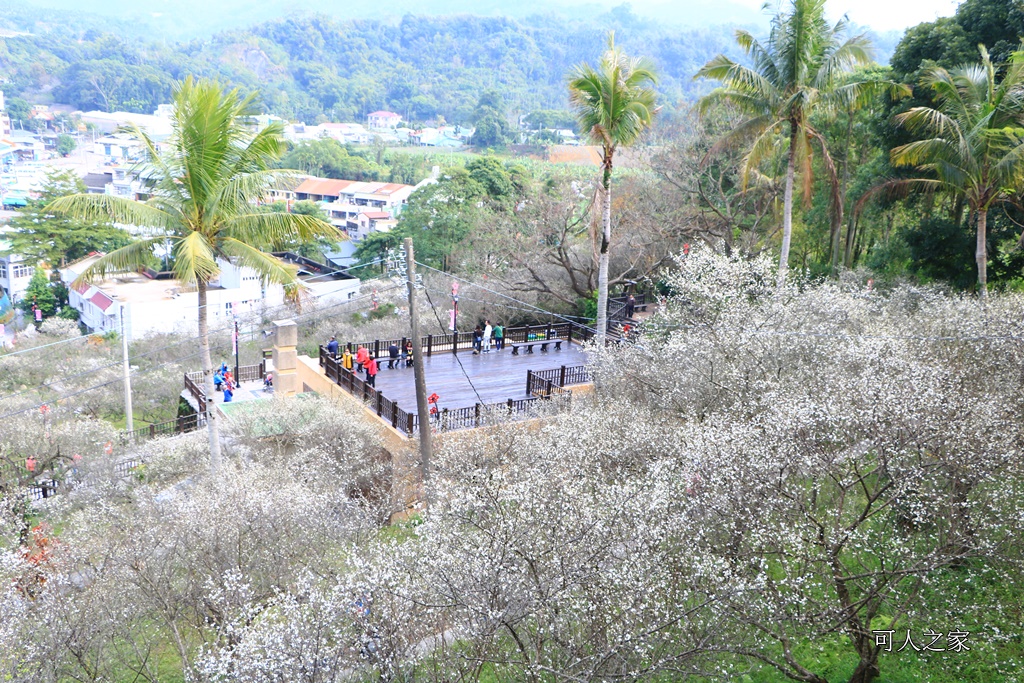 全家出遊踏青,嘉義景點,季節性花景,梅山公園,梅山梅花,賞梅景點