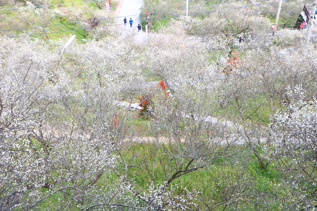 全家出遊踏青,嘉義景點,季節性花景,梅山公園,梅山梅花,賞梅景點