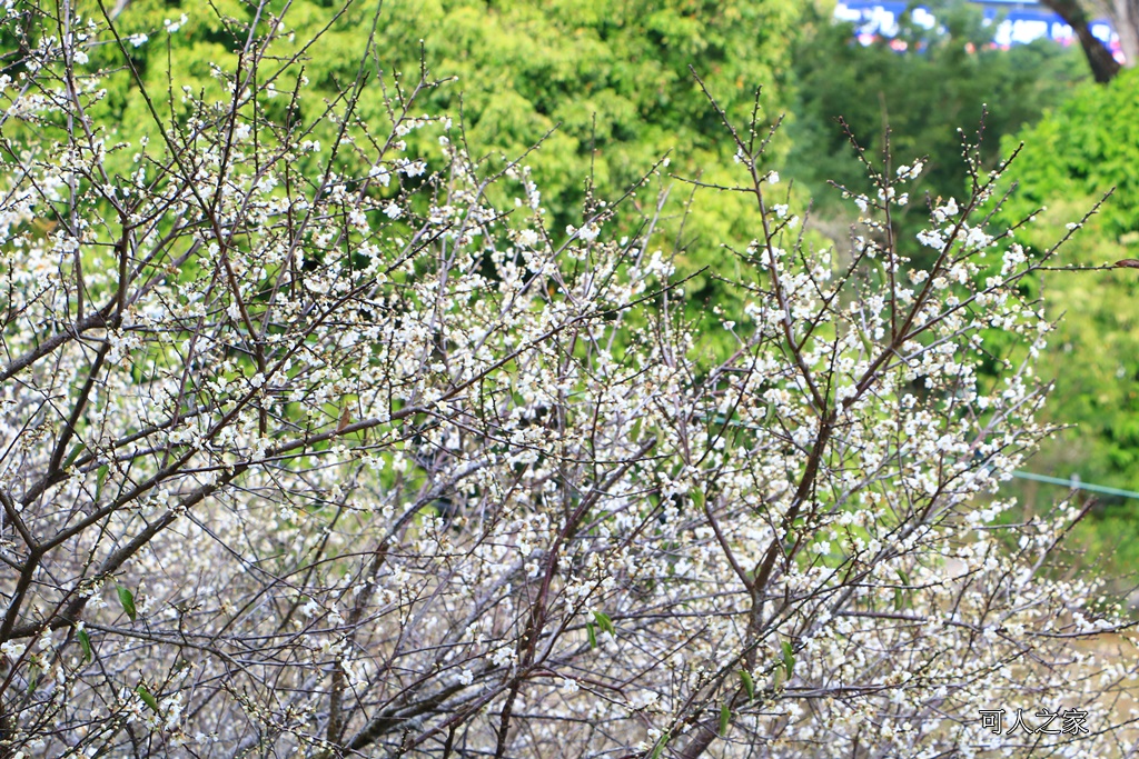 全家出遊踏青,嘉義景點,季節性花景,梅山公園,梅山梅花,賞梅景點