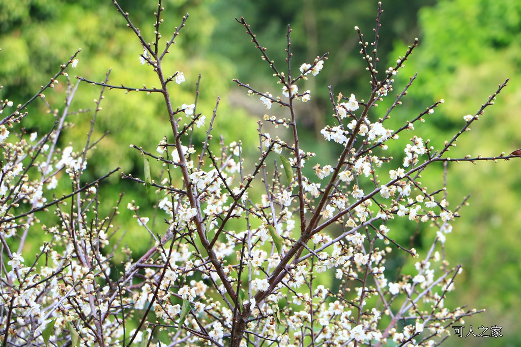 全家出遊踏青,嘉義景點,季節性花景,梅山公園,梅山梅花,賞梅景點