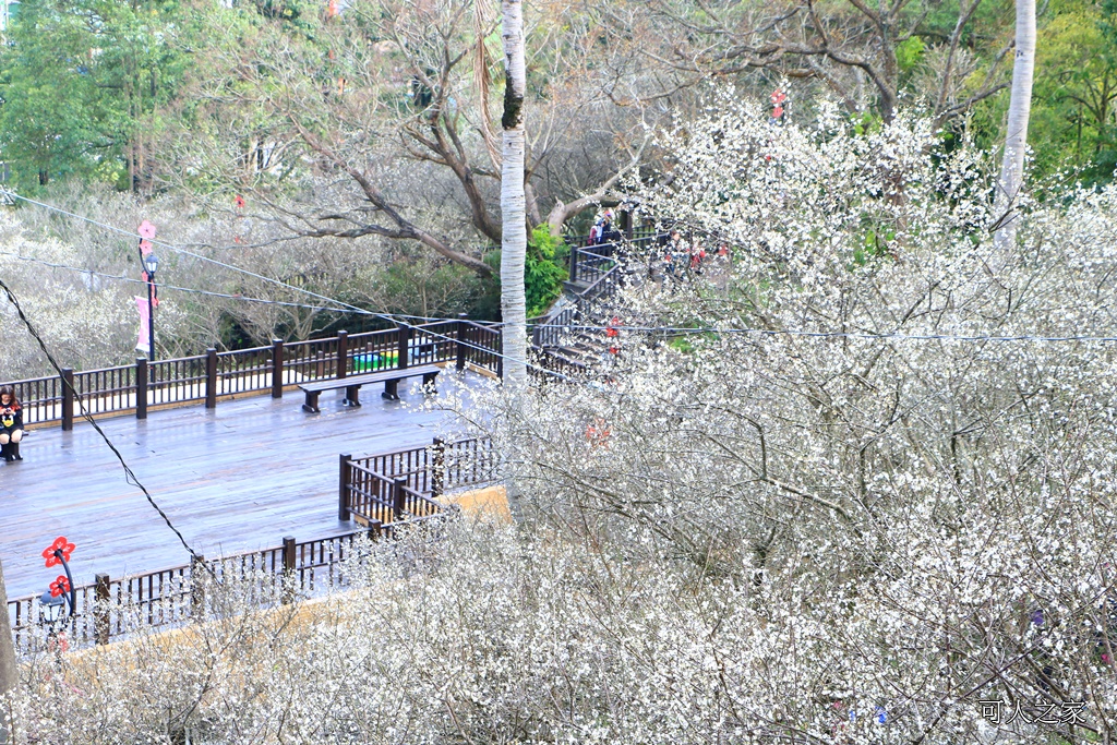 全家出遊踏青,嘉義景點,季節性花景,梅山公園,梅山梅花,賞梅景點