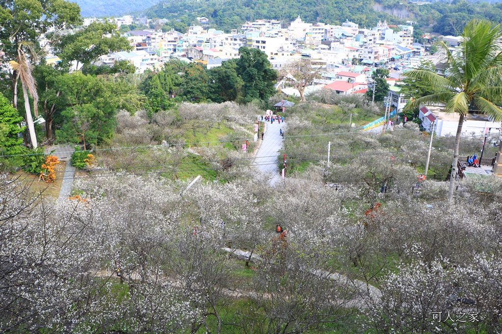 全家出遊踏青,嘉義景點,季節性花景,梅山公園,梅山梅花,賞梅景點