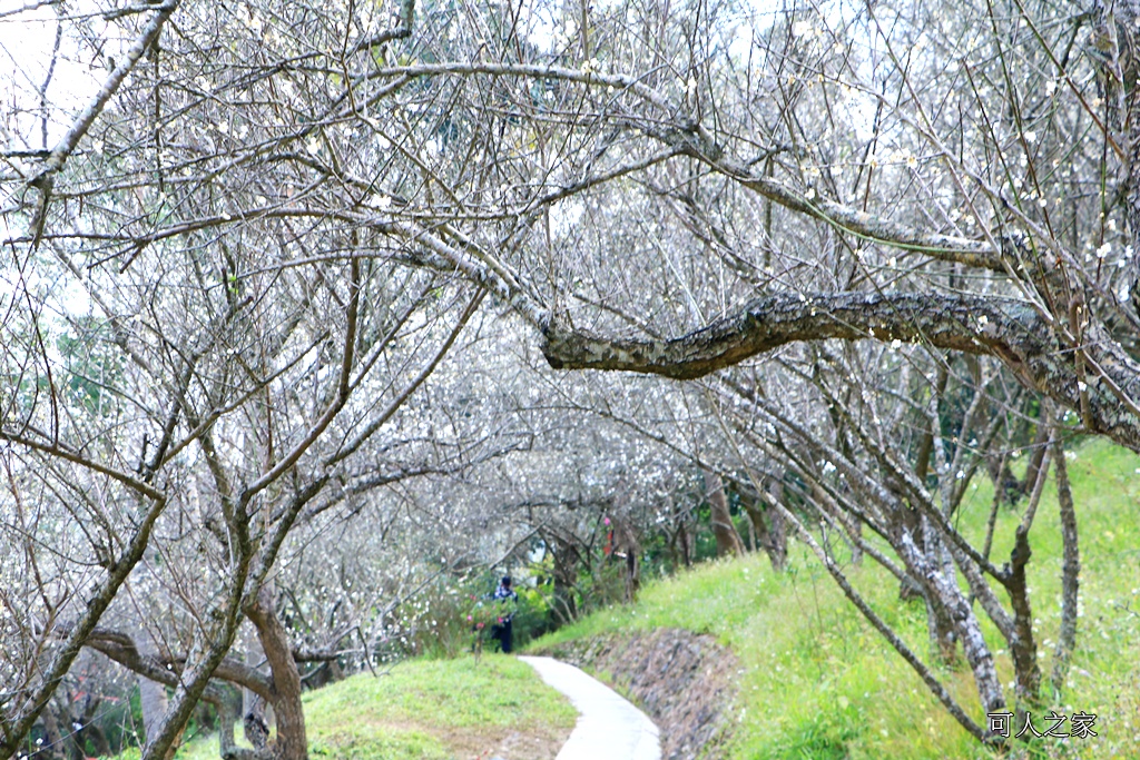 全家出遊踏青,嘉義景點,季節性花景,梅山公園,梅山梅花,賞梅景點