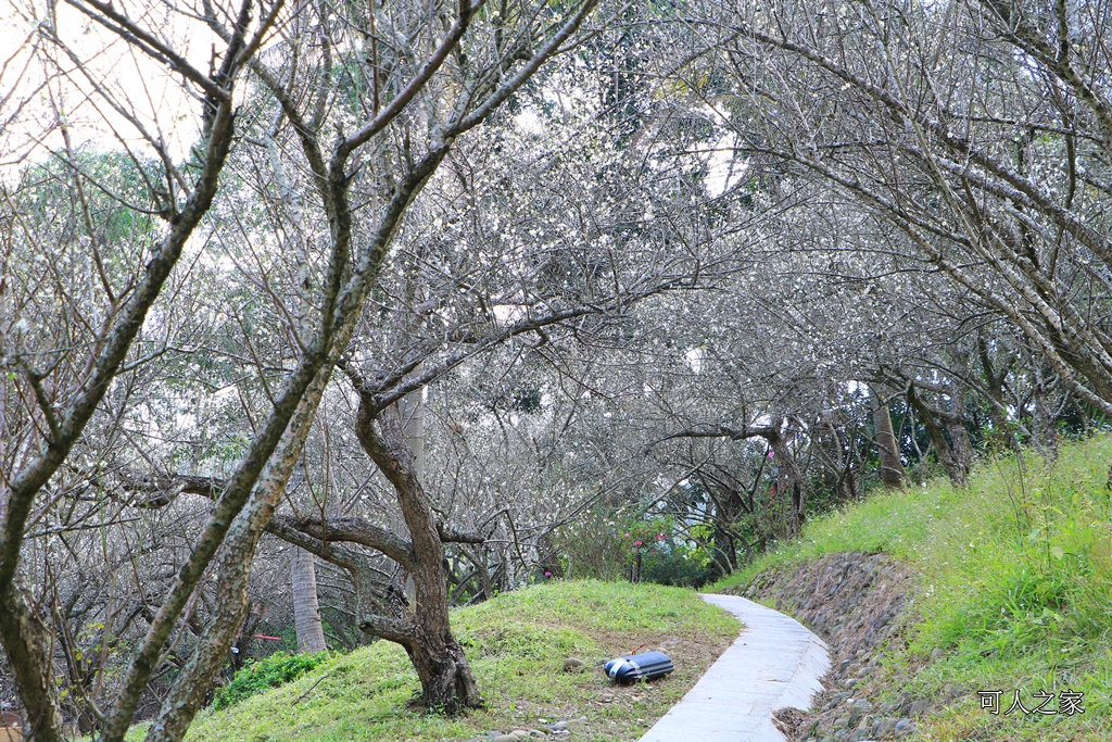 全家出遊踏青,嘉義景點,季節性花景,梅山公園,梅山梅花,賞梅景點