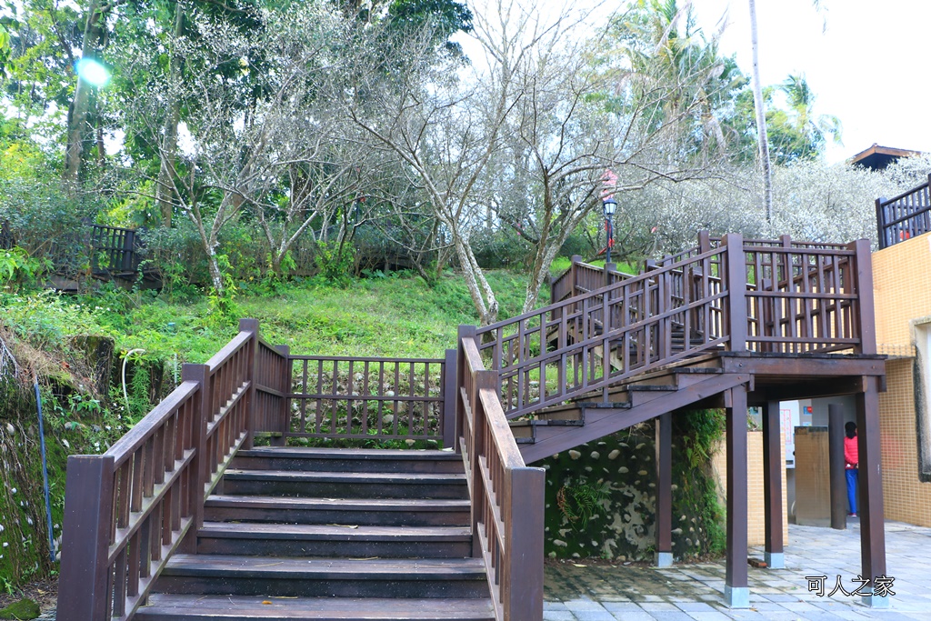 全家出遊踏青,嘉義景點,季節性花景,梅山公園,梅山梅花,賞梅景點