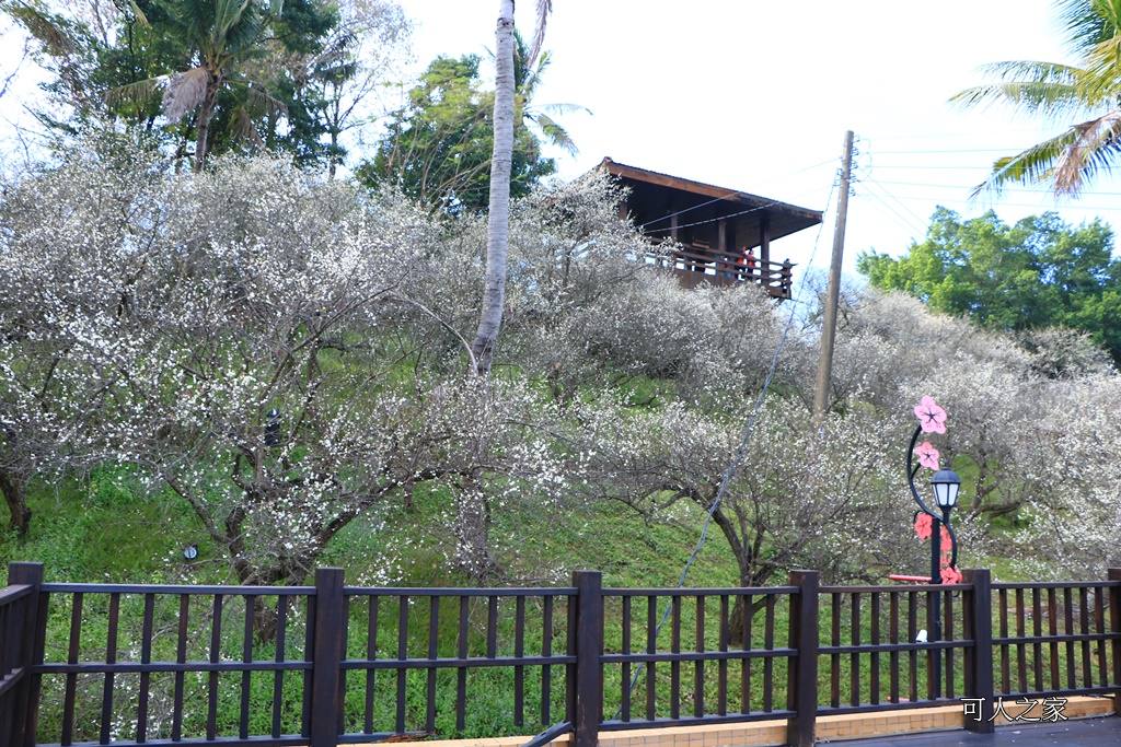 全家出遊踏青,嘉義景點,季節性花景,梅山公園,梅山梅花,賞梅景點