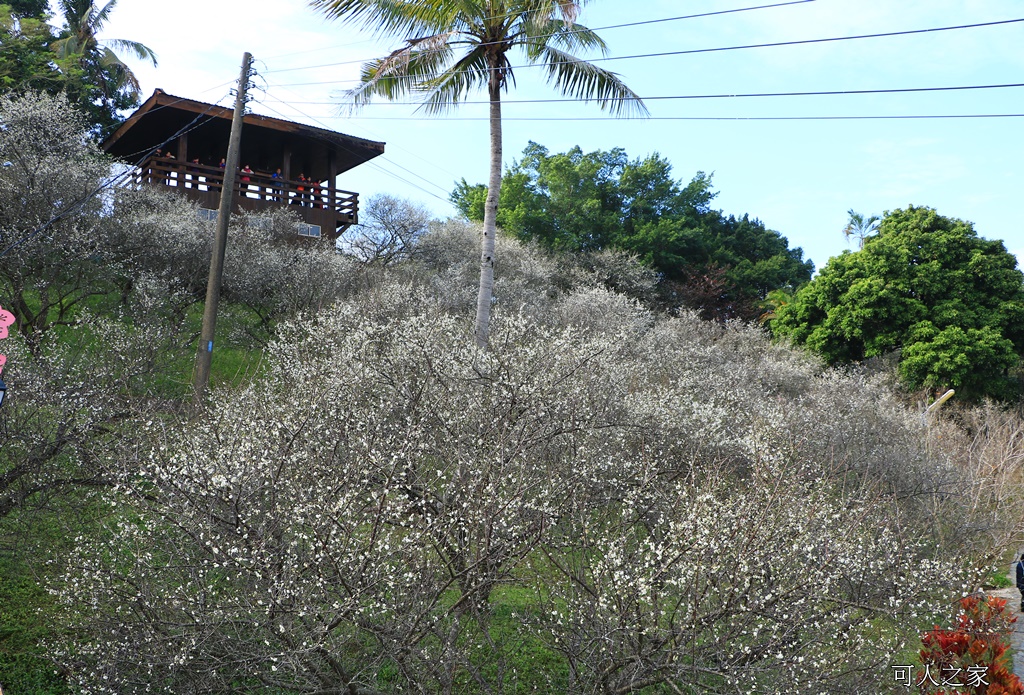 全家出遊踏青,嘉義景點,季節性花景,梅山公園,梅山梅花,賞梅景點