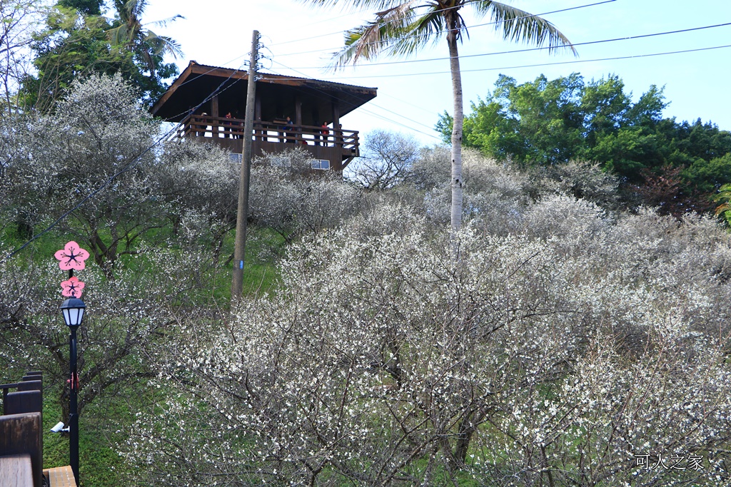 全家出遊踏青,嘉義景點,季節性花景,梅山公園,梅山梅花,賞梅景點