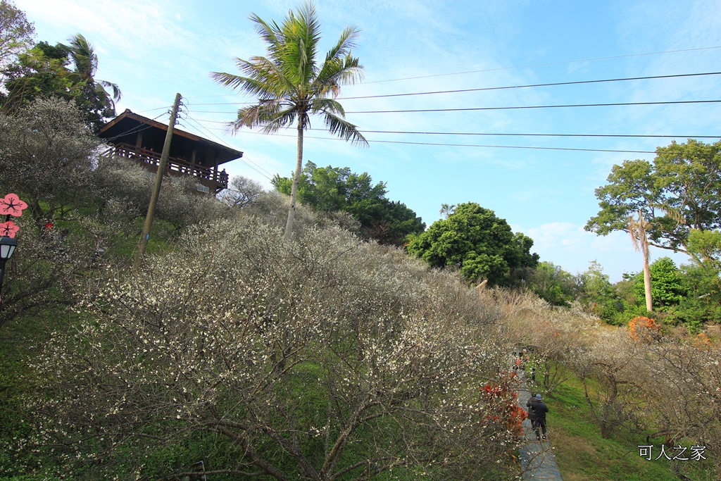 全家出遊踏青,嘉義景點,季節性花景,梅山公園,梅山梅花,賞梅景點