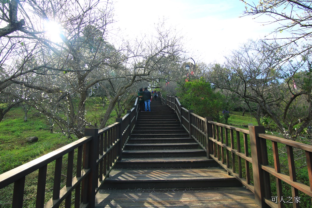 全家出遊踏青,嘉義景點,季節性花景,梅山公園,梅山梅花,賞梅景點