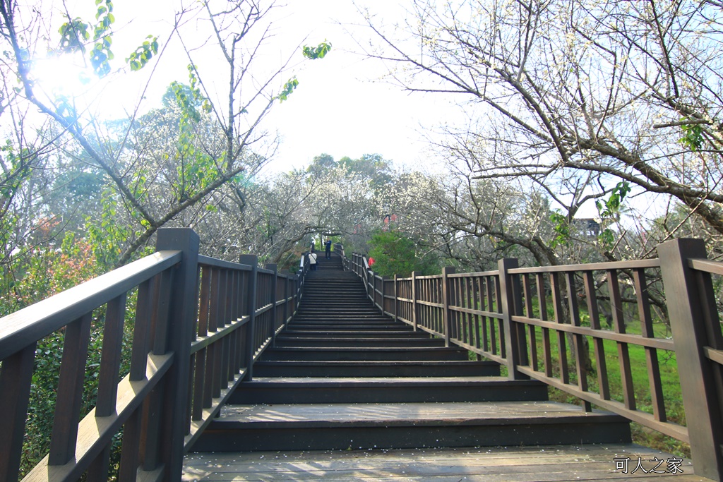 全家出遊踏青,嘉義景點,季節性花景,梅山公園,梅山梅花,賞梅景點