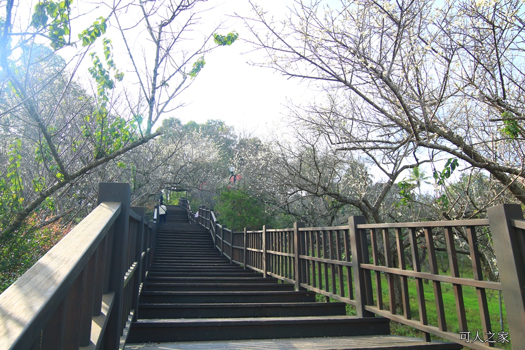 全家出遊踏青,嘉義景點,季節性花景,梅山公園,梅山梅花,賞梅景點