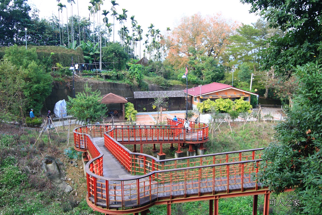 全家出遊踏青,嘉義景點,季節性花景,梅山公園,梅山梅花,賞梅景點