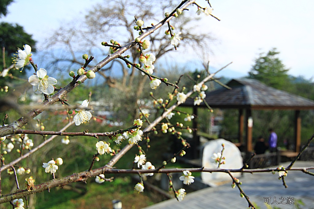 全家出遊踏青,嘉義景點,季節性花景,梅山公園,梅山梅花,賞梅景點