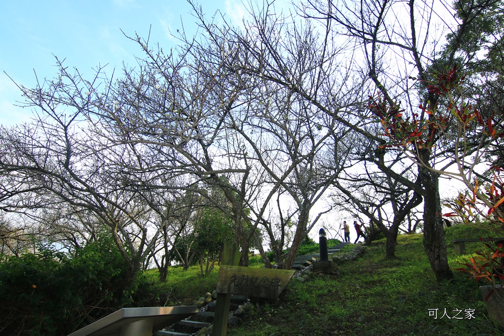 全家出遊踏青,嘉義景點,季節性花景,梅山公園,梅山梅花,賞梅景點