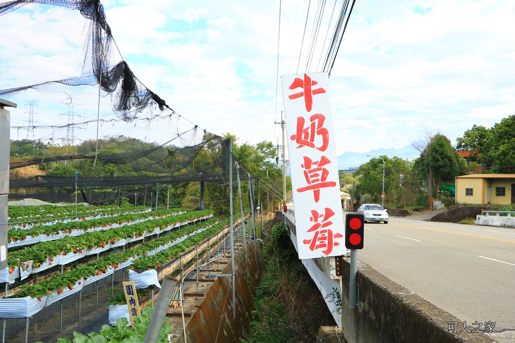 2018苗栗草莓季,優質草莓園,大湖採草莓,苗栗一日遊,苗栗全家出遊,苗栗採草莓推薦,苗栗景點何處去,苗栗草莓季,高架牛奶草莓