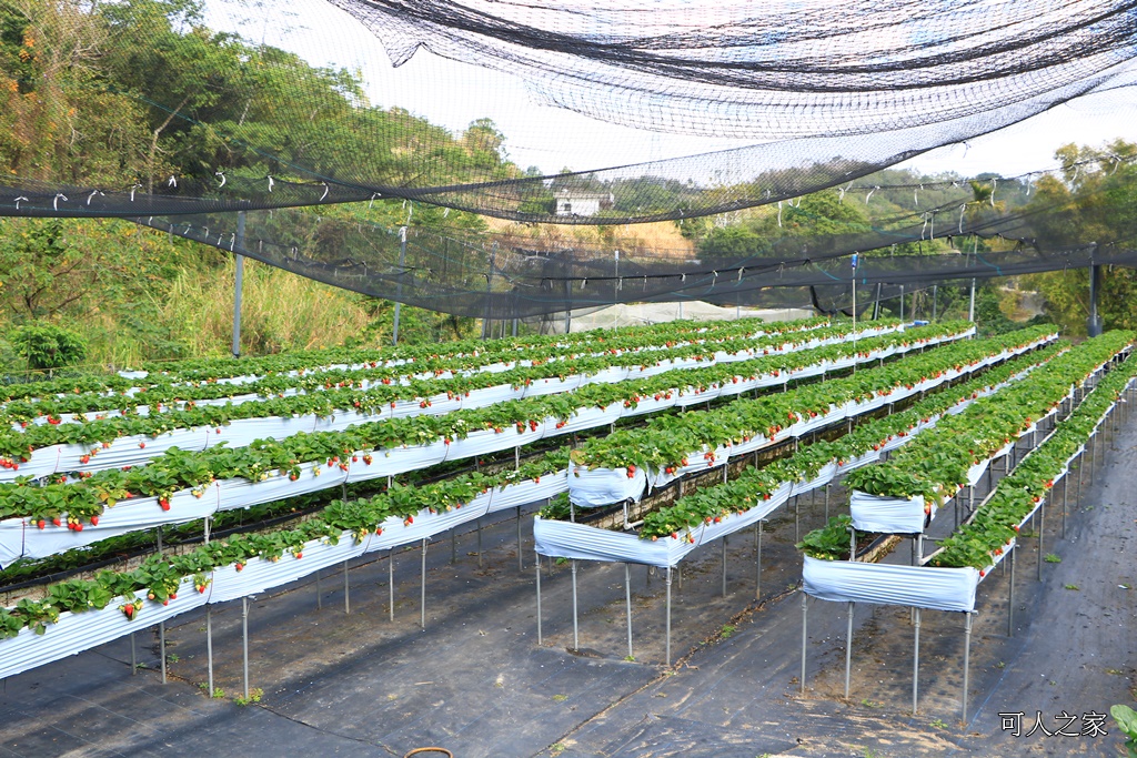 2018苗栗草莓季,優質草莓園,大湖採草莓,苗栗一日遊,苗栗全家出遊,苗栗採草莓推薦,苗栗景點何處去,苗栗草莓季,高架牛奶草莓