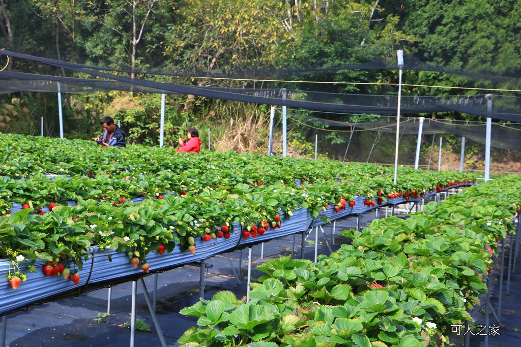 2018苗栗草莓季,優質草莓園,大湖採草莓,苗栗一日遊,苗栗全家出遊,苗栗採草莓推薦,苗栗景點何處去,苗栗草莓季,高架牛奶草莓