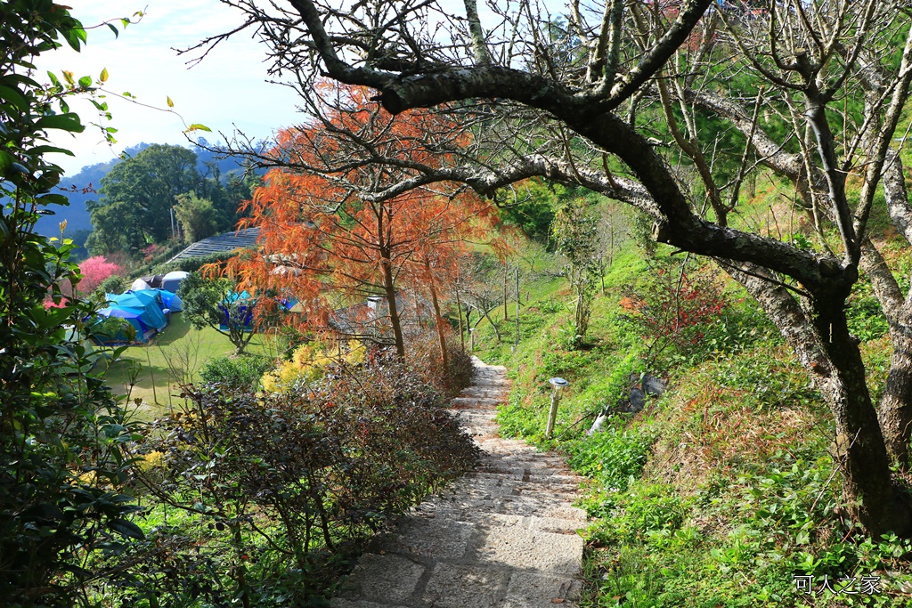 苗栗大湖草莓 餐廳 民宿,苗栗景觀餐廳可露營賞雲海,草莓火鍋