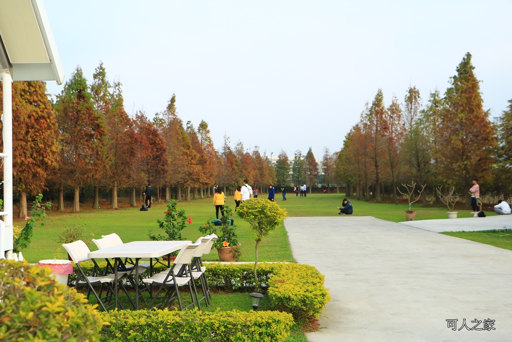 嘉義一日遊,嘉義新景點,嘉義民雄景點,嘉義花燈順遊景點,嘉義落雨松,悅來居莊園