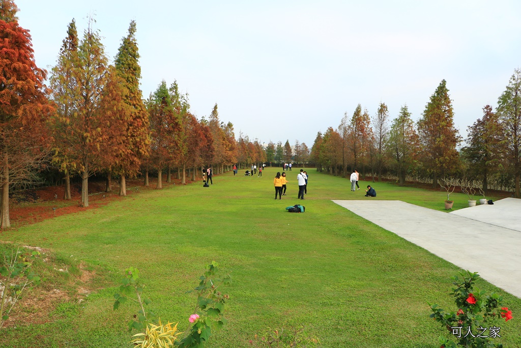 嘉義一日遊,嘉義新景點,嘉義民雄景點,嘉義花燈順遊景點,嘉義落雨松,悅來居莊園 @可人之家