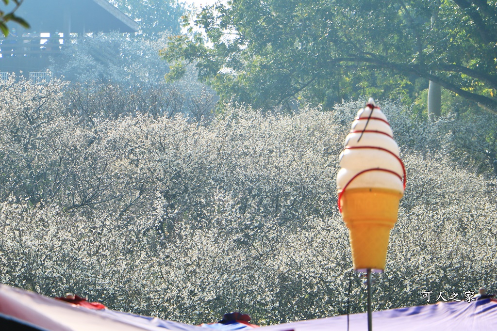 全家出遊踏青,嘉義景點,季節性花景,梅山公園,梅山梅花,賞梅景點