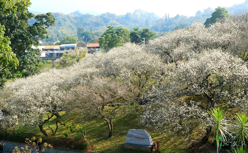 全家出遊踏青,嘉義景點,季節性花景,梅山公園,梅山梅花,賞梅景點