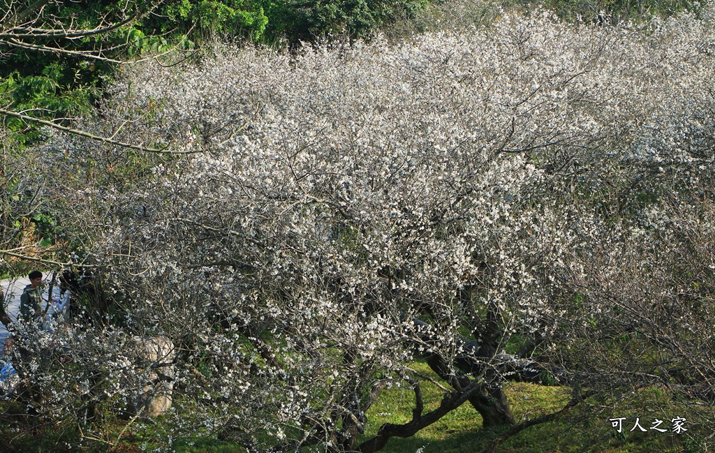 全家出遊踏青,嘉義景點,季節性花景,梅山公園,梅山梅花,賞梅景點