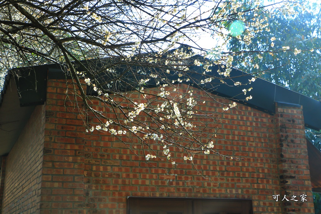 全家出遊踏青,嘉義景點,季節性花景,梅山公園,梅山梅花,賞梅景點