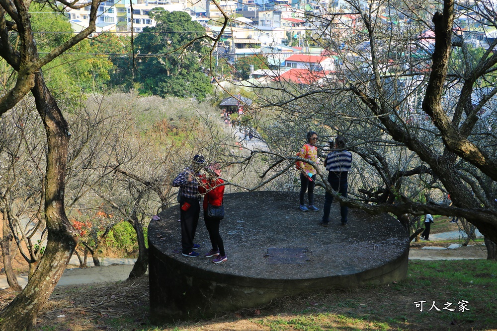 全家出遊踏青,嘉義景點,季節性花景,梅山公園,梅山梅花,賞梅景點