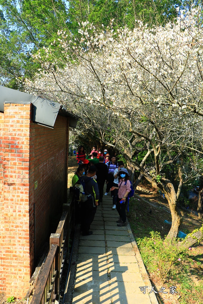 全家出遊踏青,嘉義景點,季節性花景,梅山公園,梅山梅花,賞梅景點