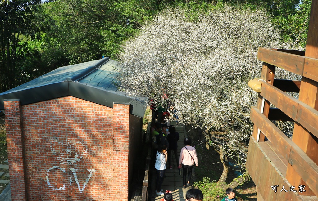 全家出遊踏青,嘉義景點,季節性花景,梅山公園,梅山梅花,賞梅景點