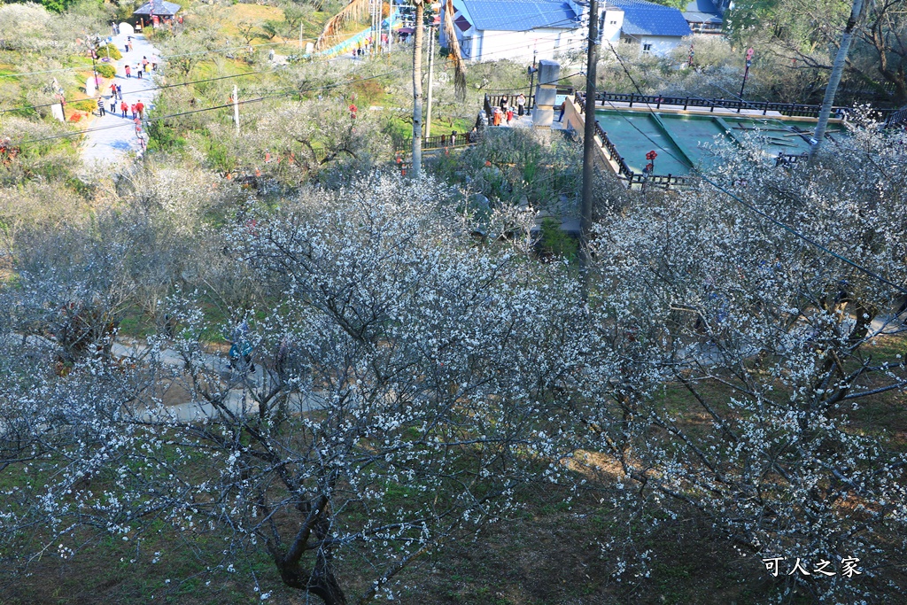 全家出遊踏青,嘉義景點,季節性花景,梅山公園,梅山梅花,賞梅景點