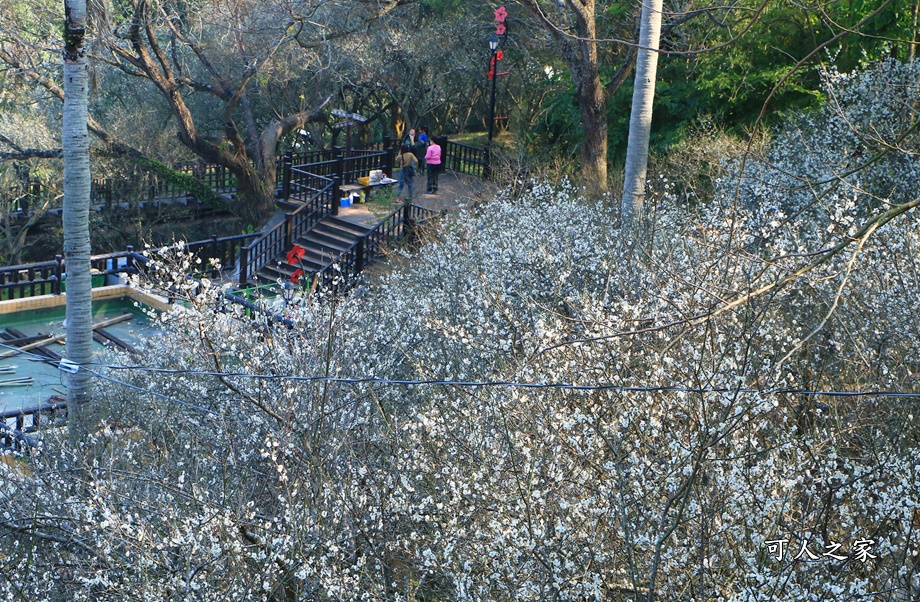 全家出遊踏青,嘉義景點,季節性花景,梅山公園,梅山梅花,賞梅景點