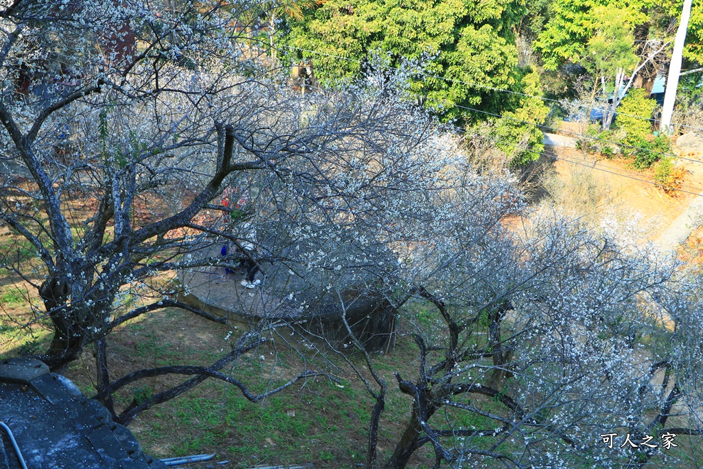 全家出遊踏青,嘉義景點,季節性花景,梅山公園,梅山梅花,賞梅景點