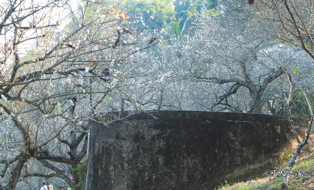 全家出遊踏青,嘉義景點,季節性花景,梅山公園,梅山梅花,賞梅景點