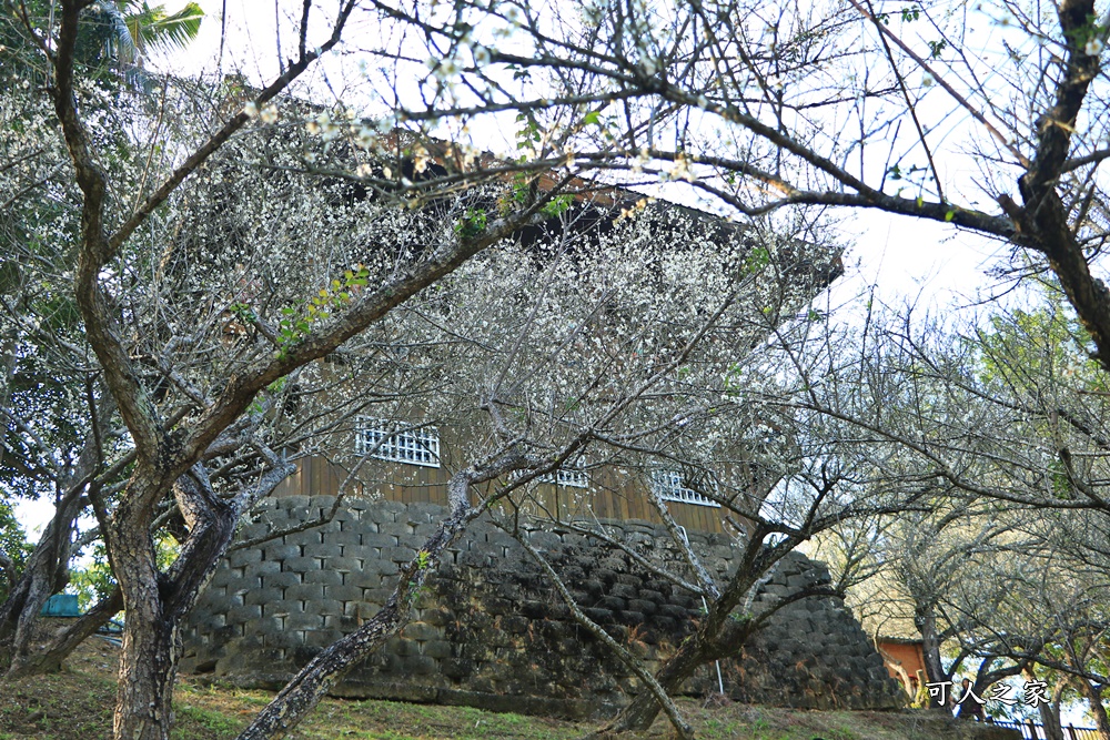 全家出遊踏青,嘉義景點,季節性花景,梅山公園,梅山梅花,賞梅景點