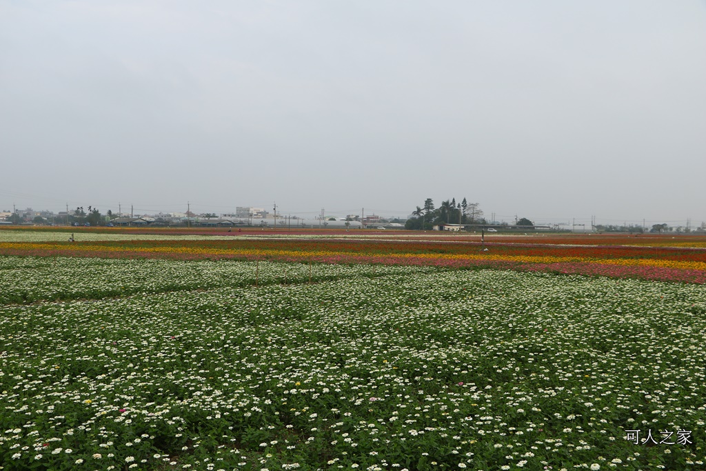 2018太保花海節,2018春節旅遊,嘉義一日遊,嘉義太保花海,嘉義景點,嘉義花海,嘉義賞花一日遊