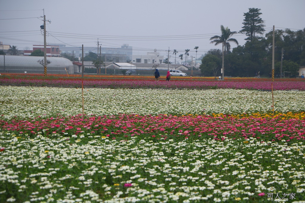 2018太保花海節,2018春節旅遊,嘉義一日遊,嘉義太保花海,嘉義景點,嘉義花海,嘉義賞花一日遊 @可人之家