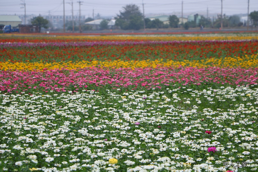 2018太保花海節,2018春節旅遊,嘉義一日遊,嘉義太保花海,嘉義景點,嘉義花海,嘉義賞花一日遊