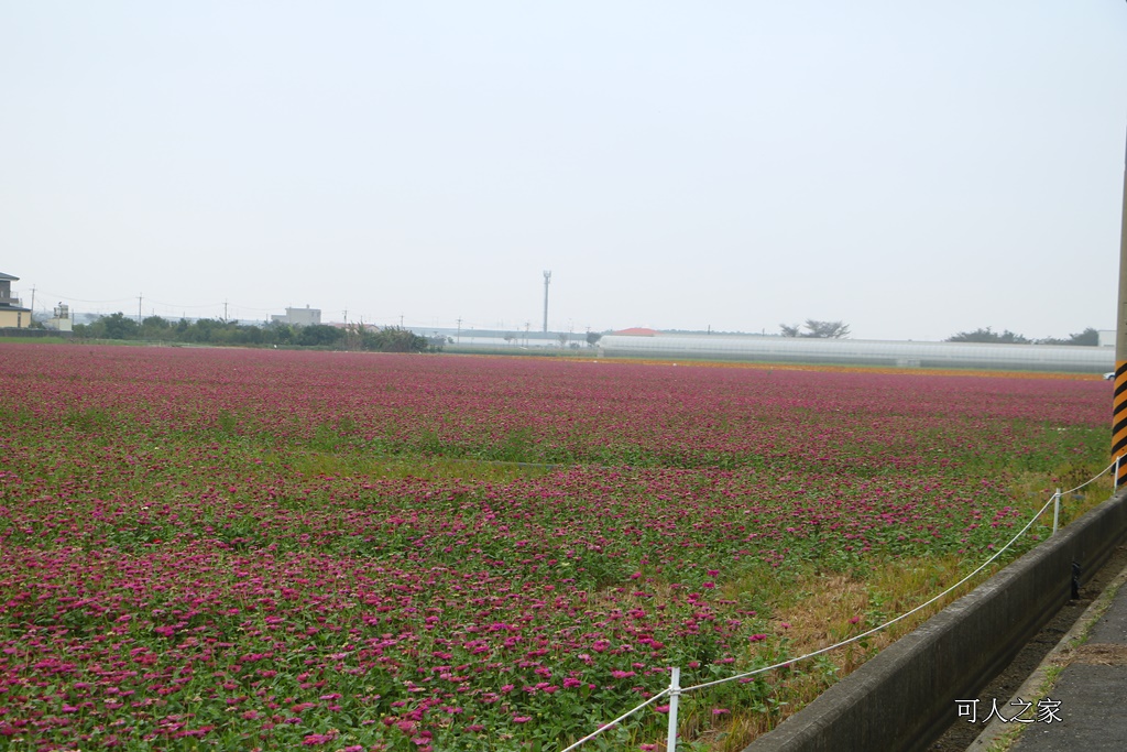 2018太保花海節,2018春節旅遊,嘉義一日遊,嘉義太保花海,嘉義景點,嘉義花海,嘉義賞花一日遊